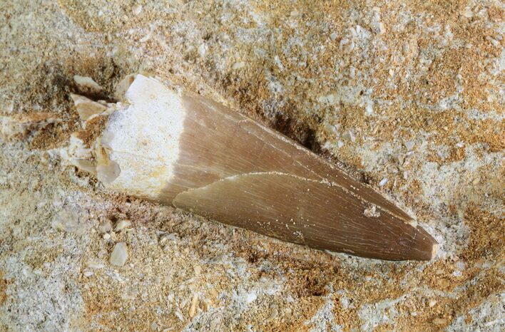 Fossil Plesiosaur (Zarafasaura) Tooth In Rock - Morocco #73610
